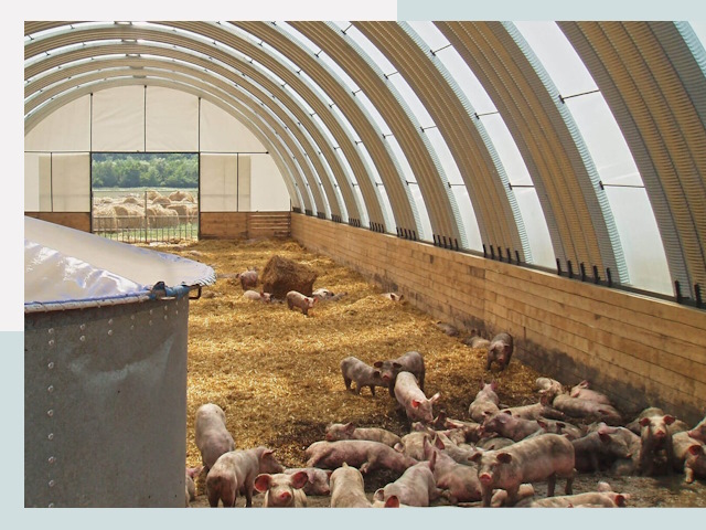 Строительство свинарников в Калининграде